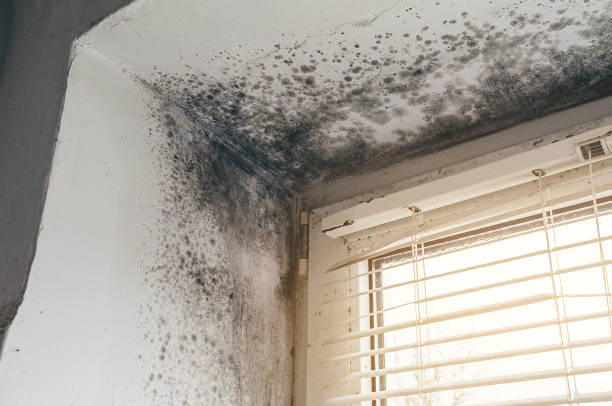 Affordable Attic Mold Removal solutions in Williamstown, NJ